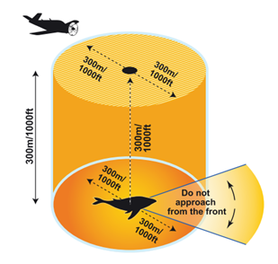 Drone distances from whales